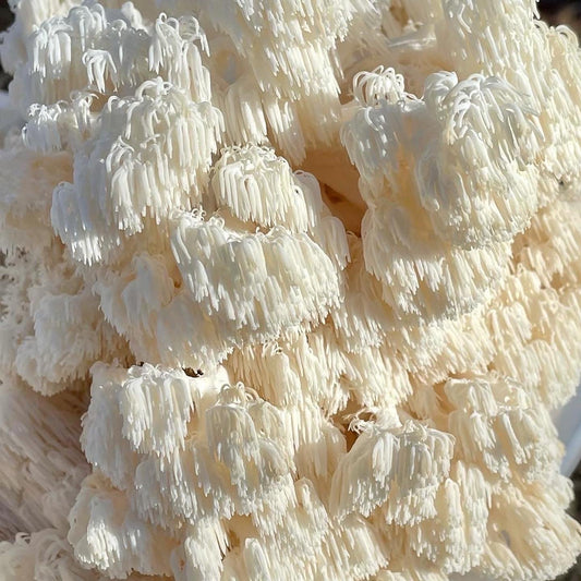 — Lion's Mane Mushroom: A Natural Nootropic and Immune Booster