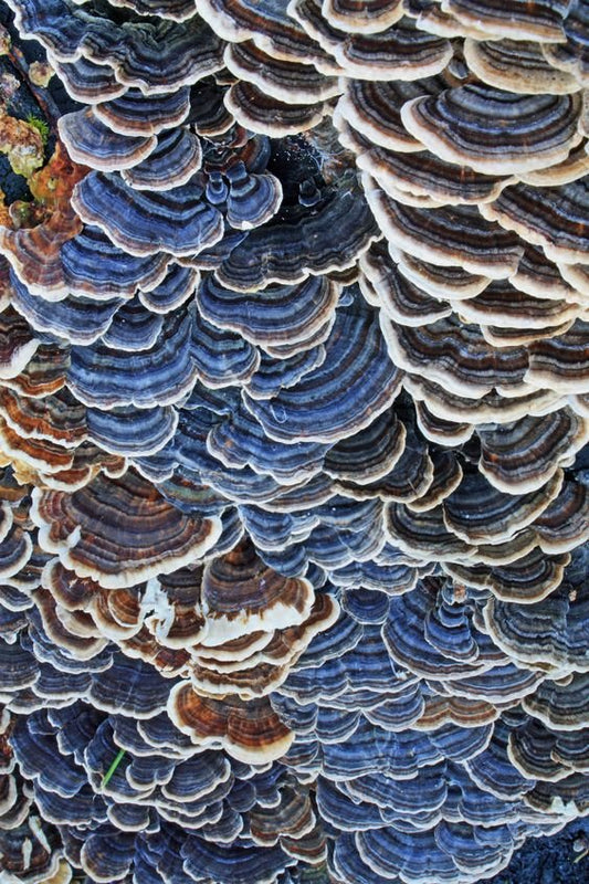 — Turkey Tail #1: A Brief History