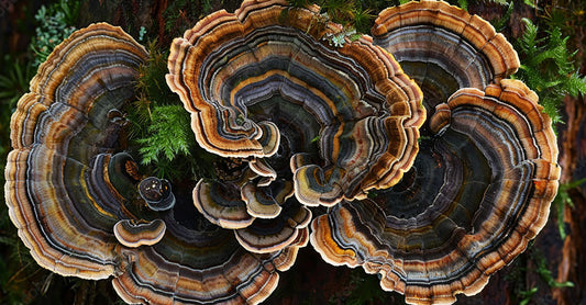 Turkey Tail Mushroom: A Natural Ally for Gut Health