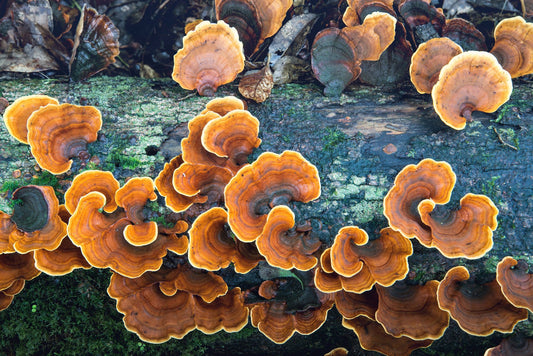 — Unveiling the Power of Mycoremediation